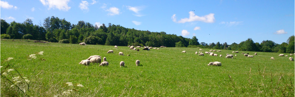 Beställ ekologiskt lammkött av högsta kvalitet från Holmåkra Lamm & Nöt